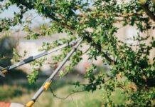 Les techniques d’élagage Elagage-2