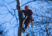 Conseils pour l’élagage de ses arbres Elagage